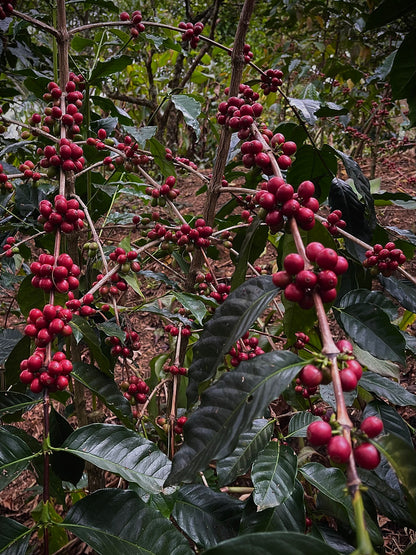 Timor-Leste Eratoi